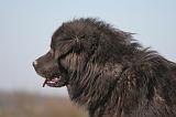 DOGUE DU TIBET 554